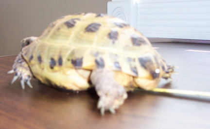 smaller tort rear view