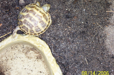 Active little one  jpg