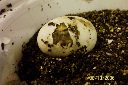Hatchling 3 on her way