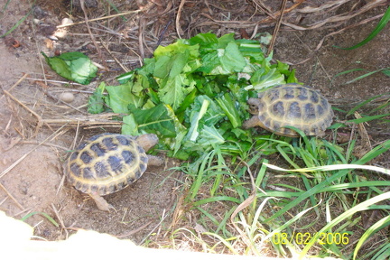 Pavla  amp  Pearl 16  amp  17 months old