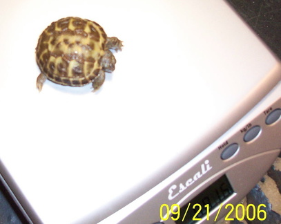 Split Scutes RT hatchling