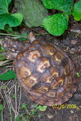 Boxie Carapace