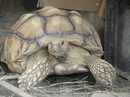 Charlie Sulcata July 2016