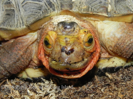 Chines box turtle after 1st beak trim