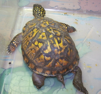 EBT leg  amp  tail injury