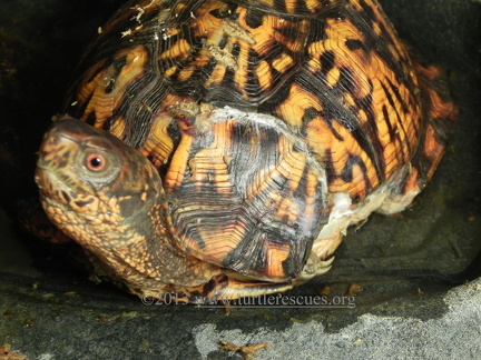 EBT No more bandages Sept 2013