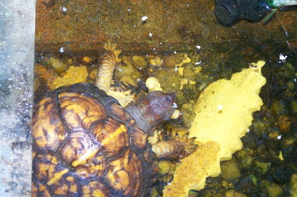 Flip with butterworm