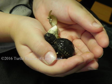 Hatchling Snapping turtle 1 Austin