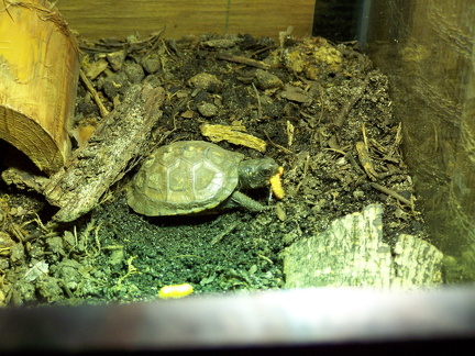 Itty bitty boxie getting bigger