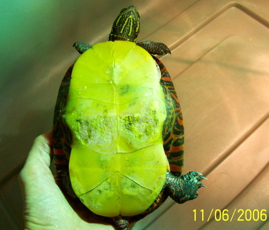 Painted with shell rot