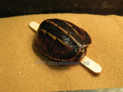 Three Striped mud turtle Sept 2013