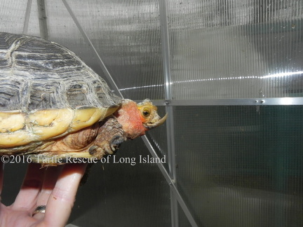 Chinese box turtle 1