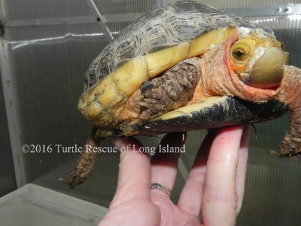 Chinese box turtle 3