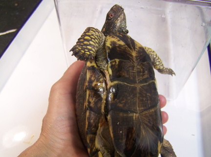 HBC EBT bridge brackets pre wire