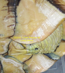 Pastel RES front nails