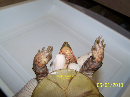 Three toed box turtle before trim 5