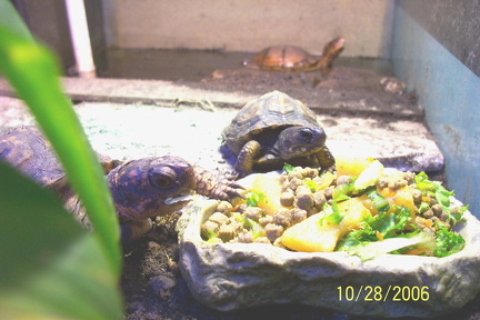 Scooter  amp  Skeeter