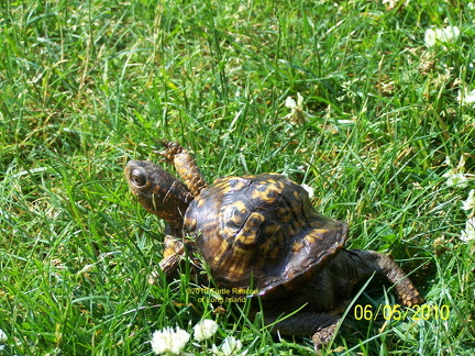 Scooter 12 years old 3