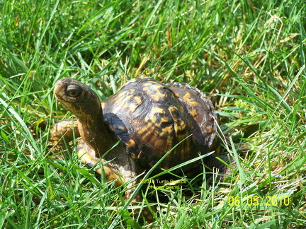 Scooter 12 years old 5