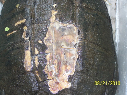 Snapping turtle wound cleansed