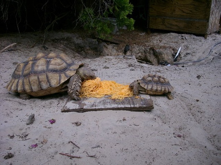 Toby on right pumpkin fest