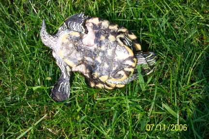 Vlad plastron July 2006