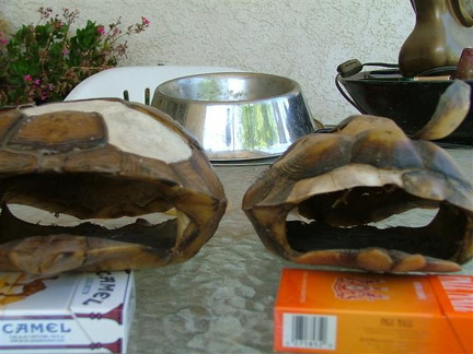 Dons Tort Shells before being cut