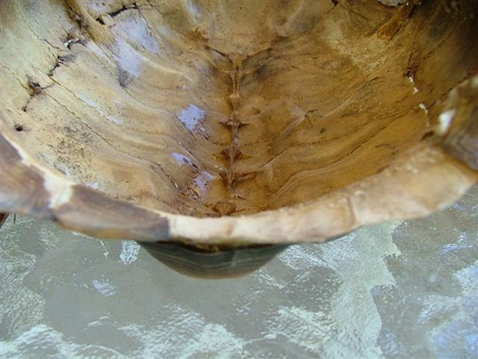 pyramided interior shows convex center scute line  Small 