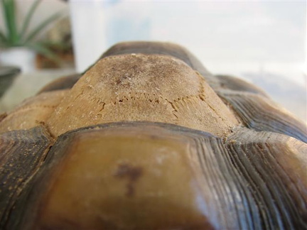 Pyramided showing height and loose suturing  Small 