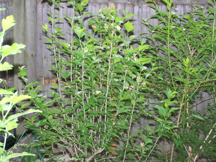 Rose of Sharon and Forsythia leaves