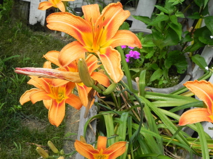 Day lilies