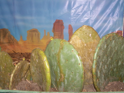 Opuntia cactus