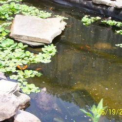 Pond photos