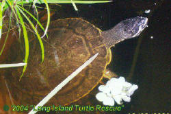 Geoffrey sideneck (Phrynops geoffroanus) 