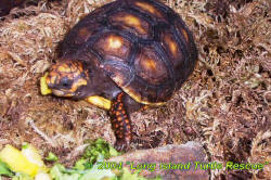 Redfoot Tortoise