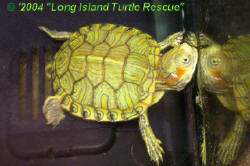 Pastel Red eared slider (Trachemys scripta elegans)