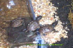 Three Toed Box Turtles  (Terrapene carolina triunguis)