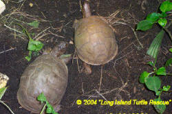 Three Toed Box Turtles females (Terrapene carolina triunguis)