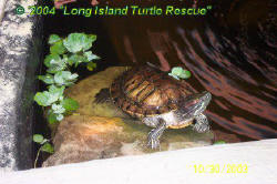 Red eared slider (Trachemys scripta elegans)