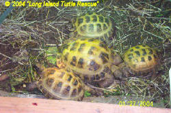 Russian Tortoise Testudo horsfieldii