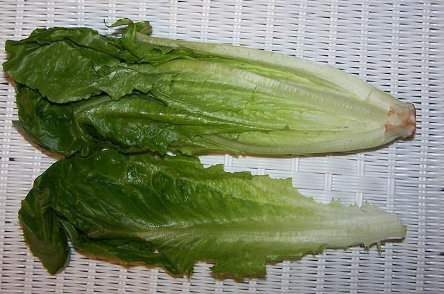 Romaine lettuce cos 