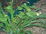 Grape vine and Day lily