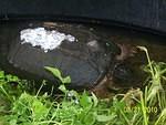 Snapping turtle trying to hide