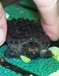 Hatchling Snapping turtle
