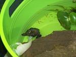 Hatchling Snapping turtle eating