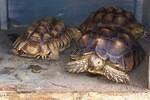 Some of the many tortoises that have come through rescue