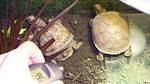 North American Box turtles