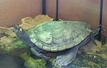 Map turtle 68 years old