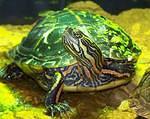 Painted turtles