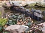 April 8 2005 Basking turtles on log